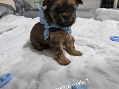 Adorable chocolate Yorkie male #1