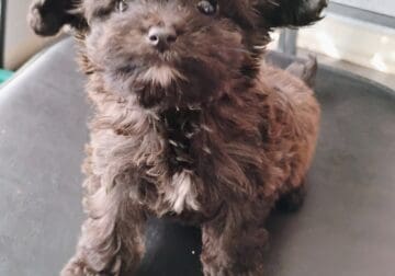 Pomchi poodle