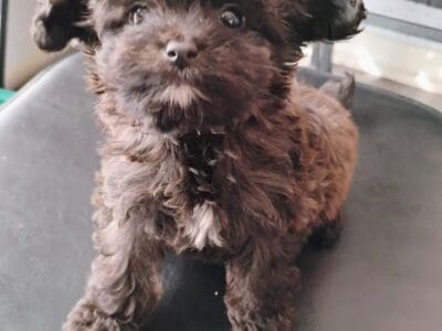 Pomchi poodle