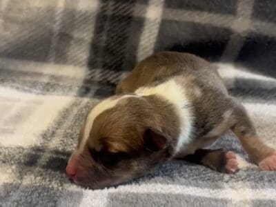 K&D Dream dogs presents ….ZELDA….