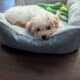 Maltipoo