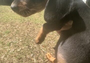 Mini dachshund