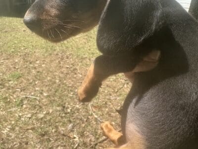 Mini dachshund
