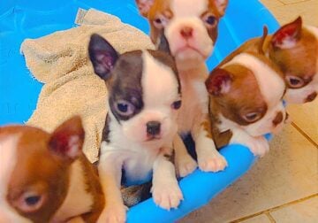 Boston terrier pup
