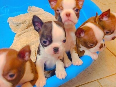 Boston terrier pup