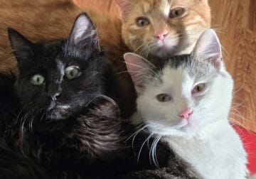 Cat for sale