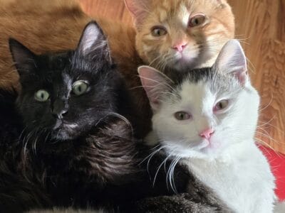 Cat for sale