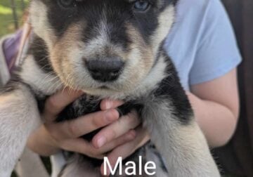 Husky/German Shepherd Puppies