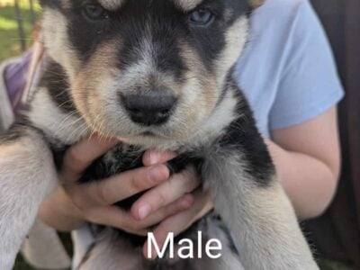 Husky/German Shepherd Puppies