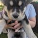 Husky/German Shepherd Puppies
