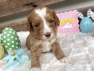 Registered Mini Australian Labradoodle Puppies