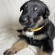 Shollie puppies