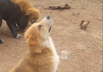 LGD/FARM PUPS