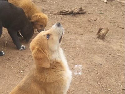 LGD/FARM PUPS