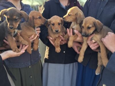 Catahoula Leopard/Airedale Terrier/Cur Puppies