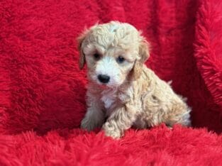 Shih-Poo Puppies