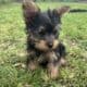 Silky terrier – female puppy