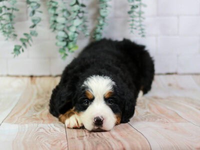 Lily – Family Raised Bernese Mountain Dog Puppy