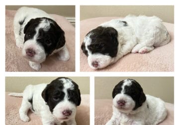 LAGOTTO ROMAGNOLO LITTER HAVE ARRIVED!