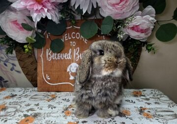 Chesnut buck Holland lop