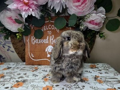 Chesnut buck Holland lop