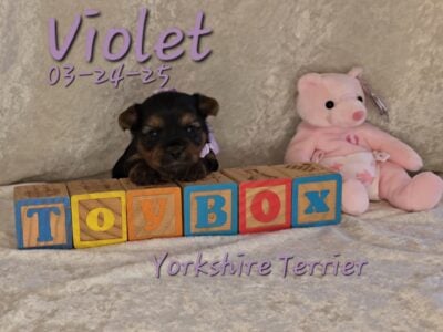 Violet a female Yorkshire Terrier