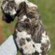 Great Dane puppies