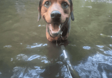 2 year old Rottweiler coonhound mix