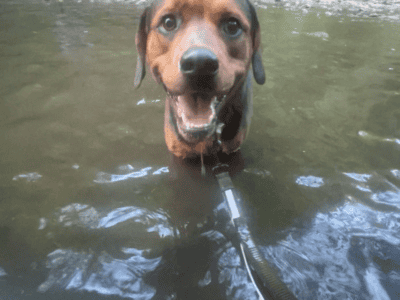 2 year old Rottweiler coonhound mix