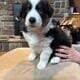 Australian Shepherd Puppies