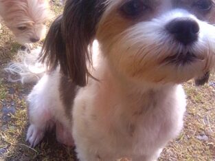 7 week shichi puppies tiny breed need home