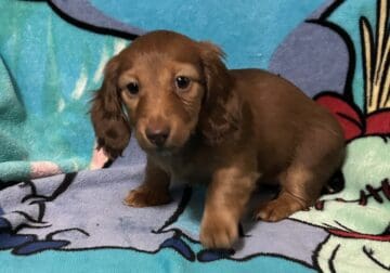 Mini Dachshund (14 weeks)
