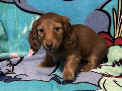 Mini Dachshund (14 weeks)