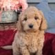 F1b Mini (micro) Goldendoodle