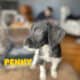 German Shorthaired Pointer x Golden Doodle Puppies
