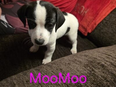 Jack Russell/Beagle mix puppy MooMoo
