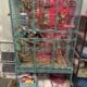 9 sugar gliders