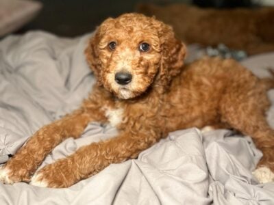 Dottie – F1B (Orange)