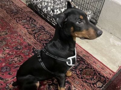Doberman puppy