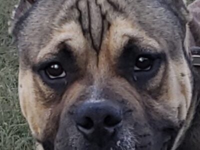 American Bullies
