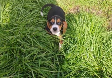 Beagle Puppies