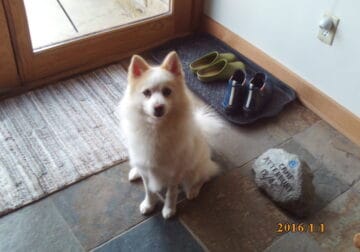 Pomsky for adoption