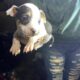 7 week old pit bull puppies