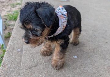 Puppy for sale – Lou Lou