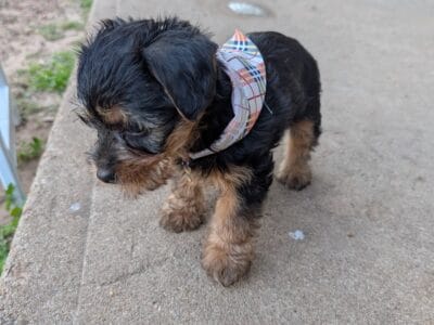 Puppy for sale – Lou Lou