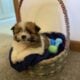 Shih Tzu puppies