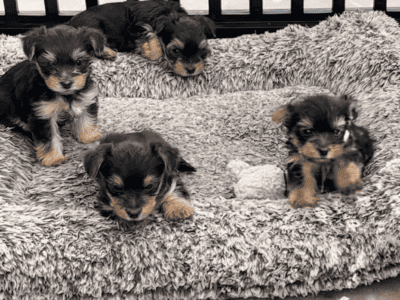 Purebred Yorkies