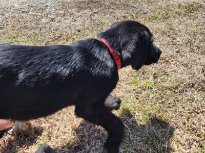 Baby boy red seeks his forever home