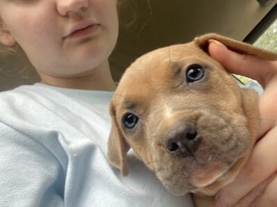 Puppies red nose and bully