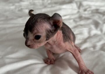 Just Born Sphynx Kittens TICA Purebred